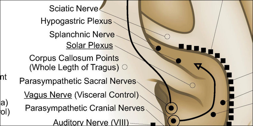 Auriculotherapy Chart