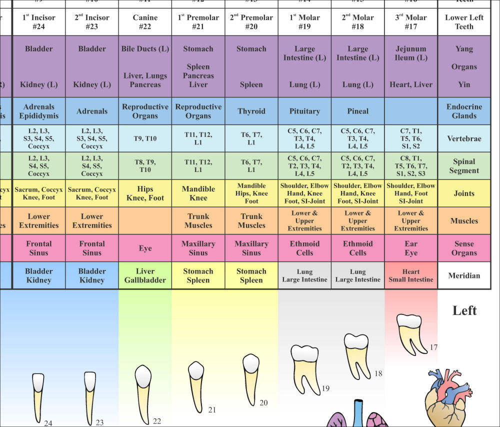 Dental Acupuncture Meridian Poster