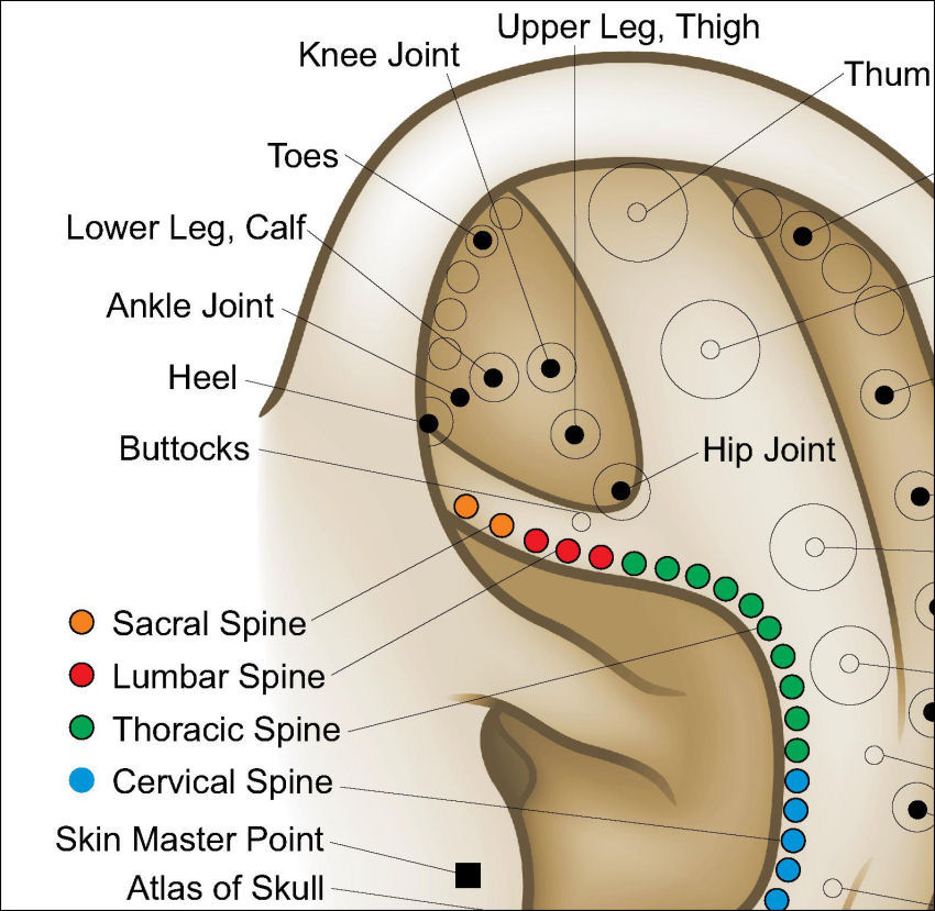 Ear Acupuncture Points Poster