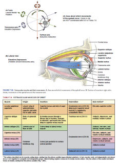 Clinically Oriented Anatomy