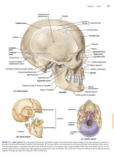 Clinically Oriented Anatomy