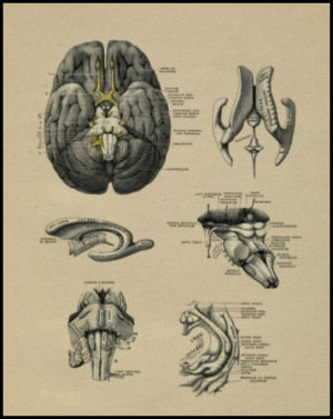 Human brain anatomy