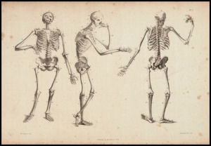 Views of Human Skeleton