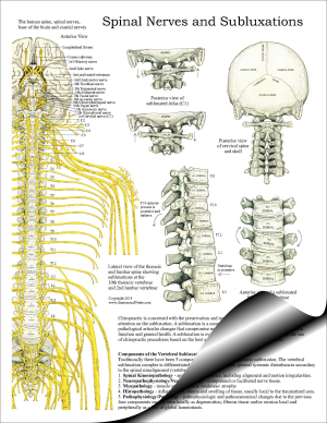 Spinal Nerves and Subluxations Pad