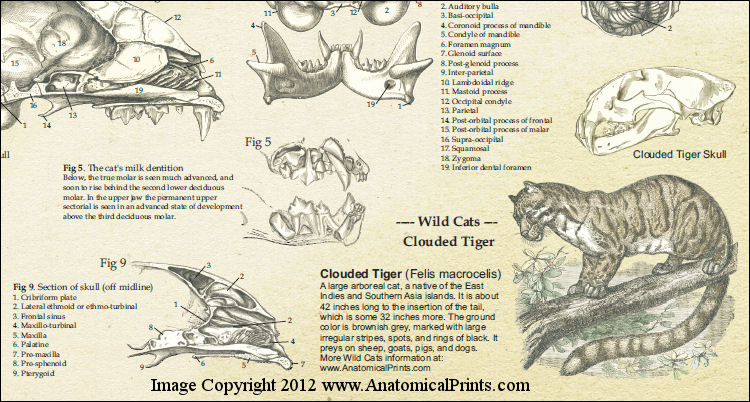 Feline Skull Anatomy Poster