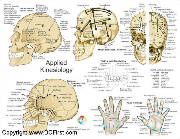 Applied Kinesiology TS Line