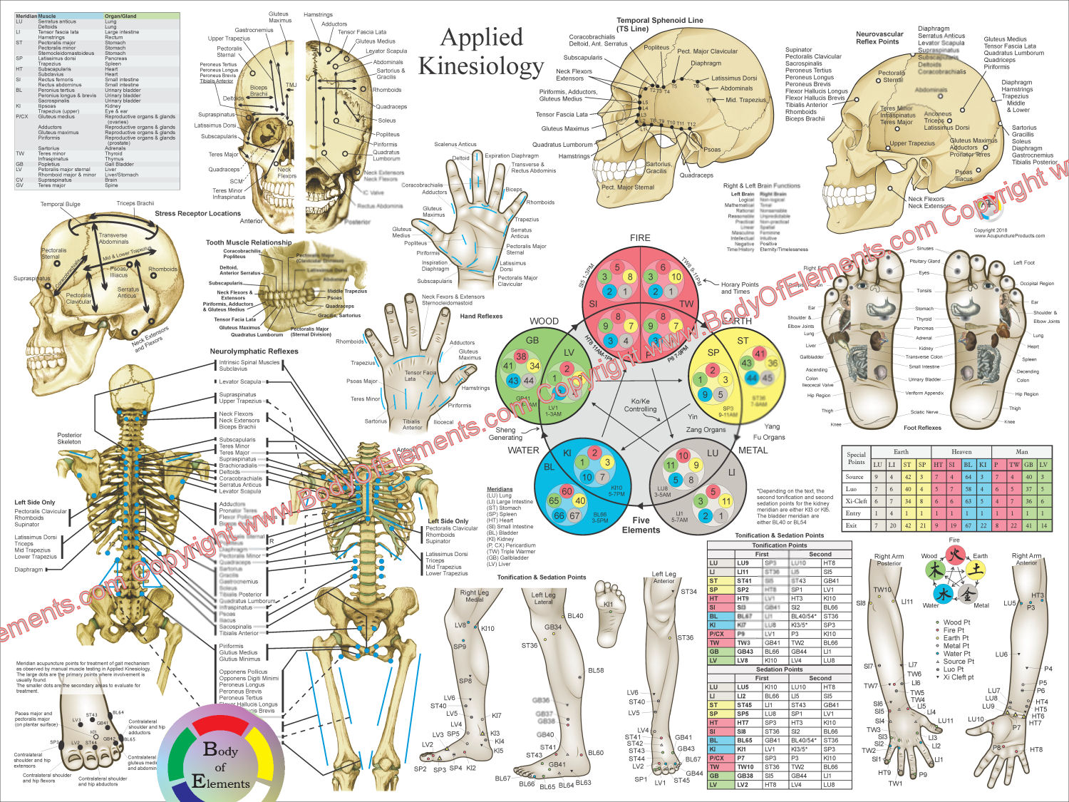 Applied Kinesiology Poster