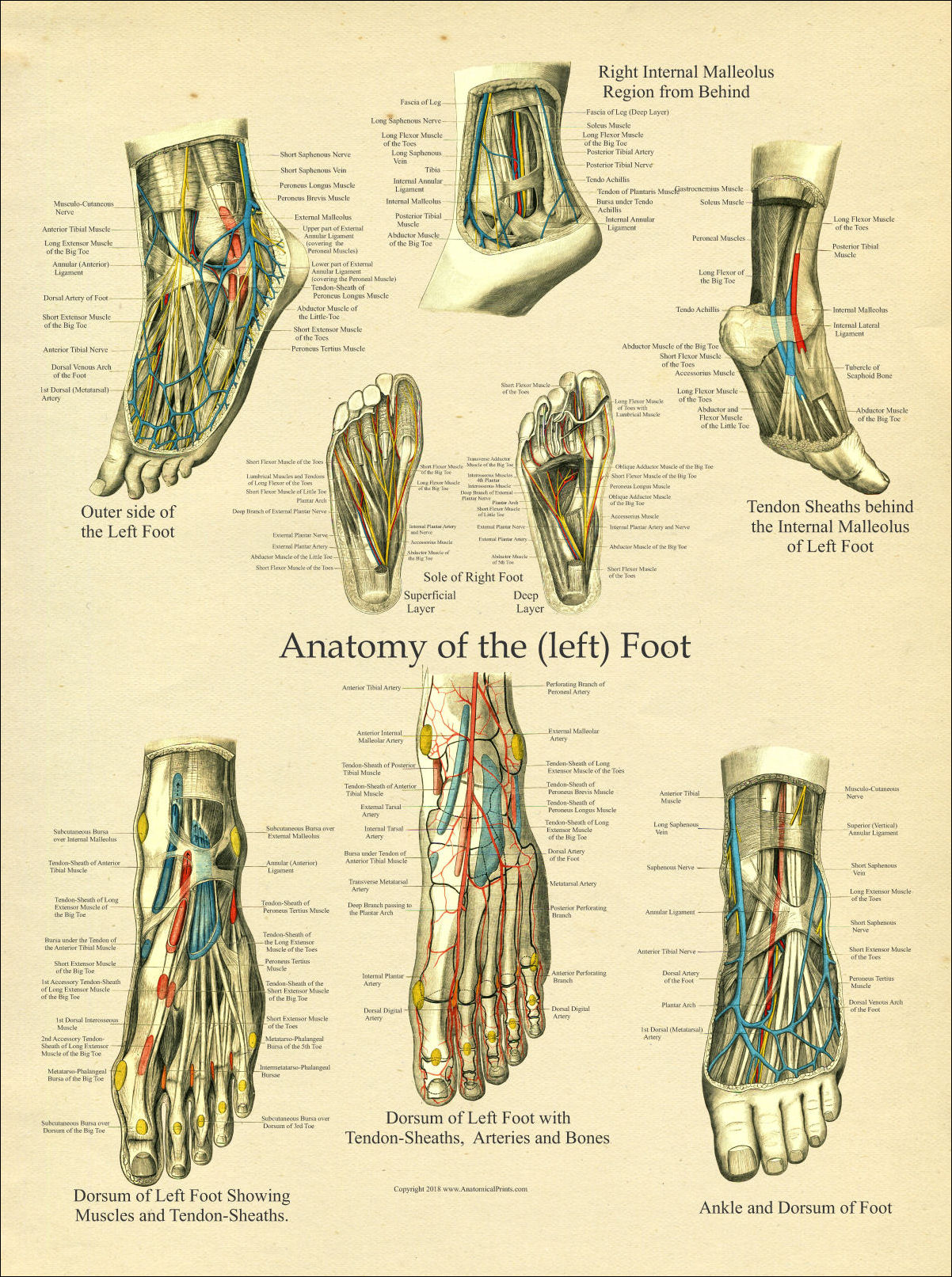 Foot Anatomy Poster