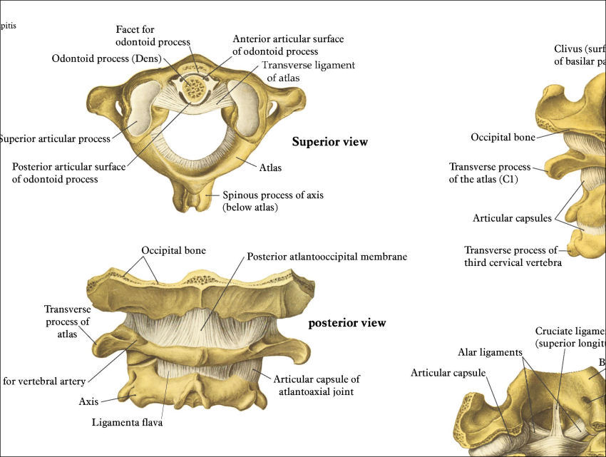 Spinal Anatomy Poster