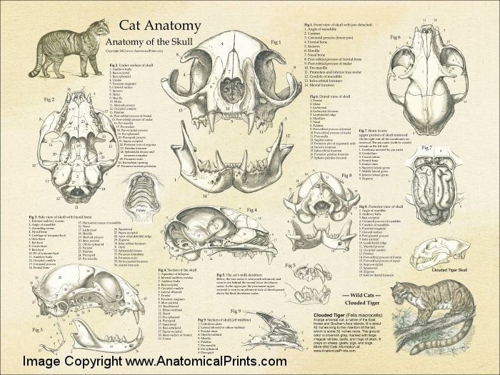 Cat Skull Anatomy Poster