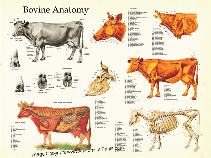 Cow Anatomy Poster