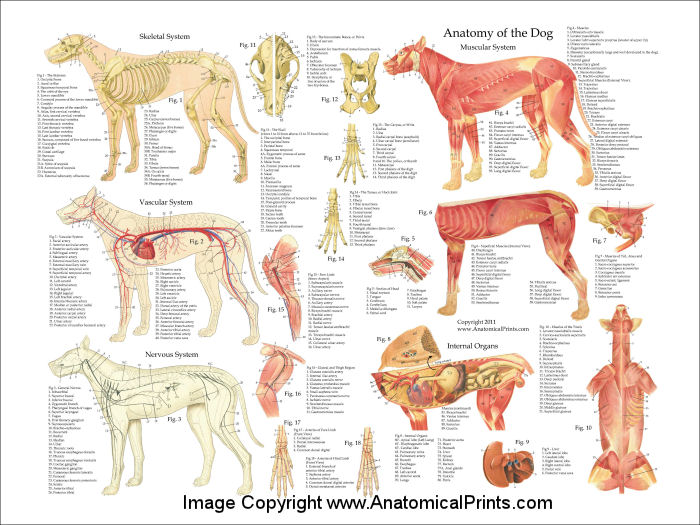 Dog Anatomy Poster