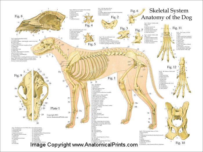 Dog Skeletal Anatomy Poster