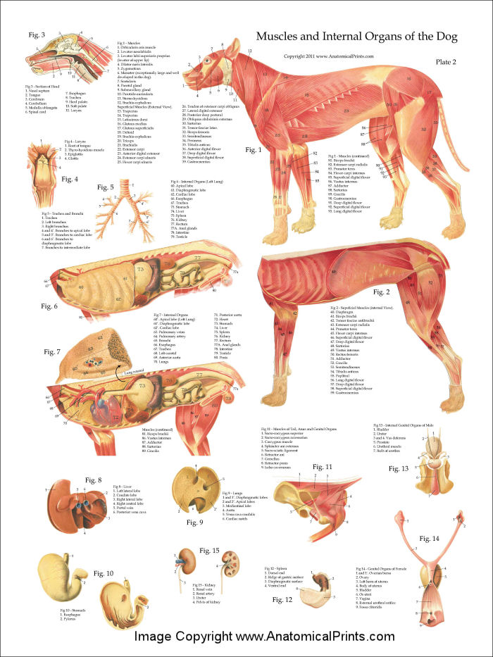 Dog Muscular Anatomy Poster