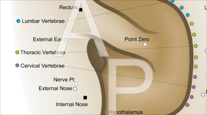 Chinese System of Auricular Ear Acupuncture