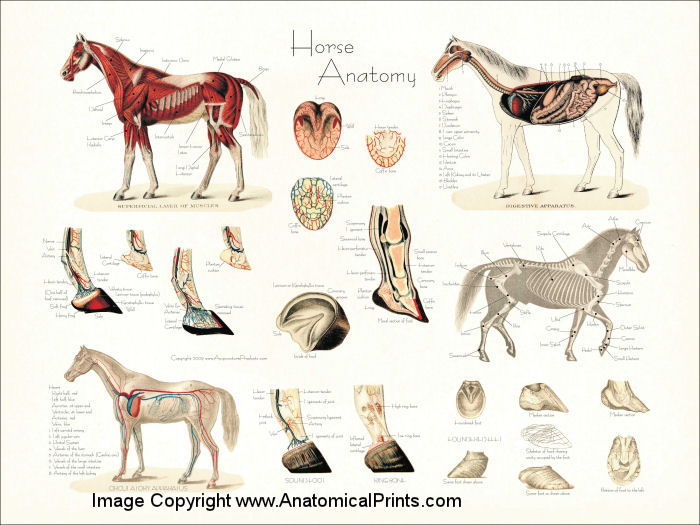 Horse Anatomy Poster