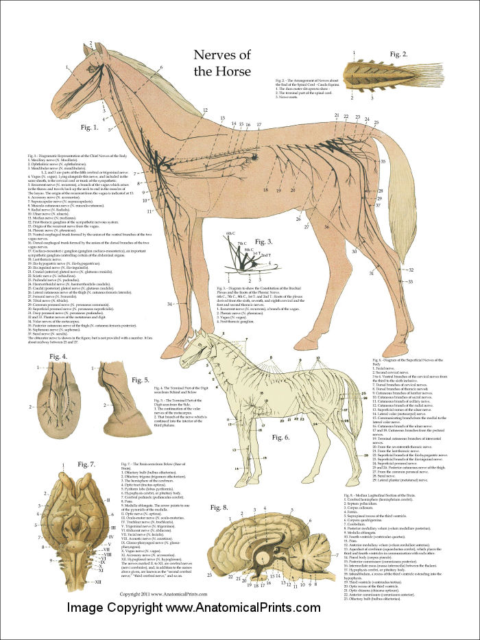 Horse Nervous System Anatomy Poster