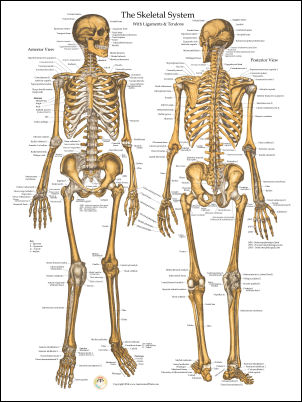 Skeletal Anatomy Poster