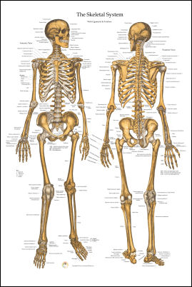 Skeletal Anatomy Poster