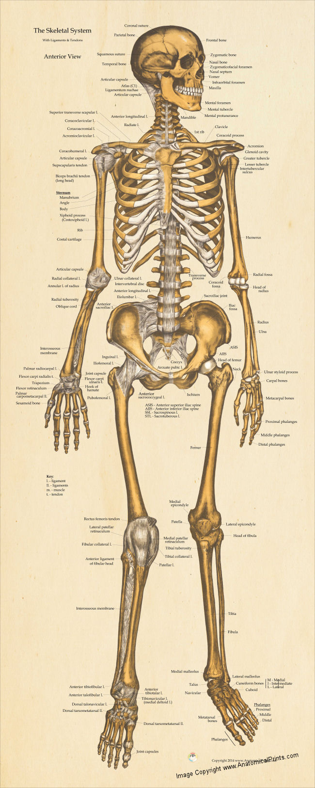 Skeletal Anatomy Poster