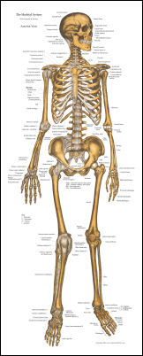 Skeletal Anatomy Poster