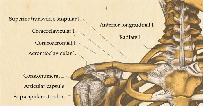 Skeletal Anatomy Poster