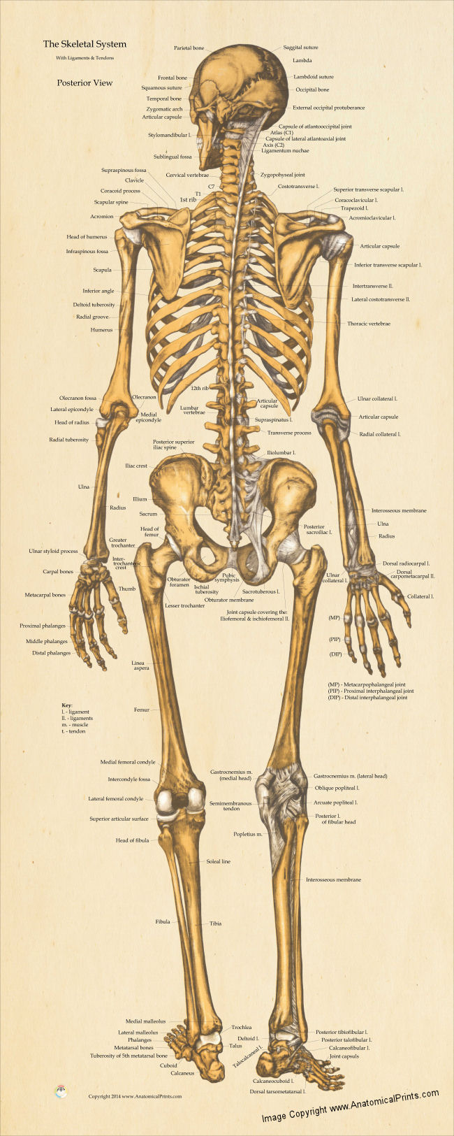 Skeletal Anatomy Poster