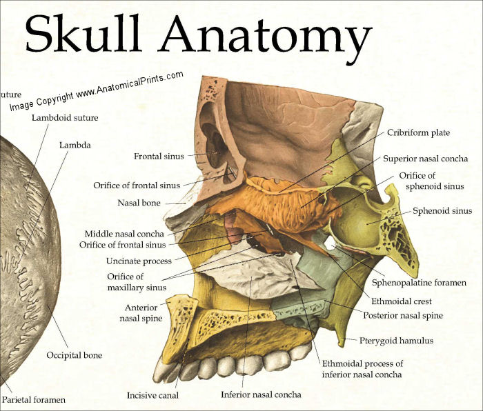 Skull Bones Poster