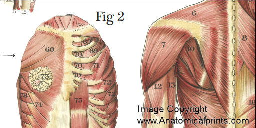 Muscle Anatomy Poster