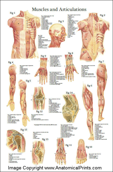 Muscle Anatomy Poster