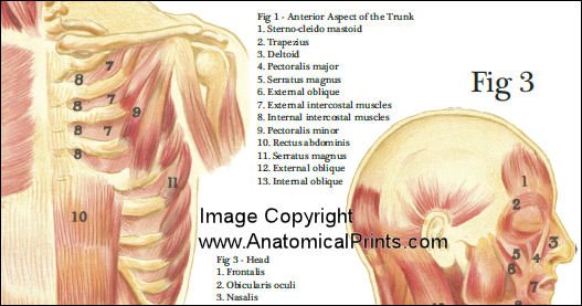 Muscle Anatomy Poster