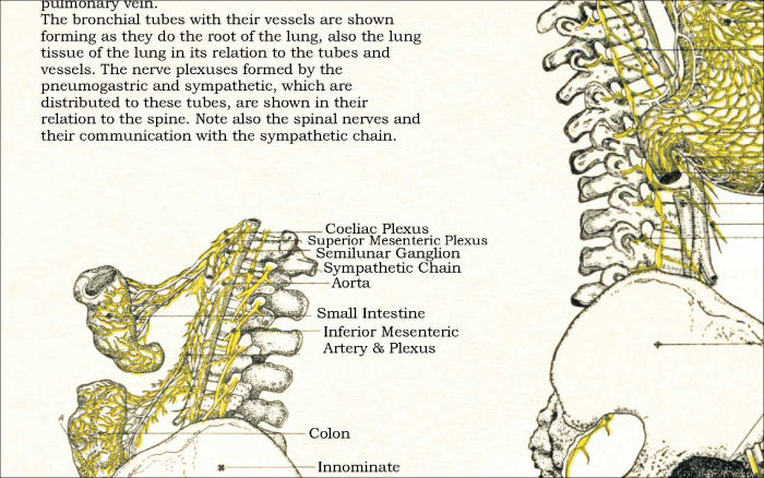 Osteopathic Poster