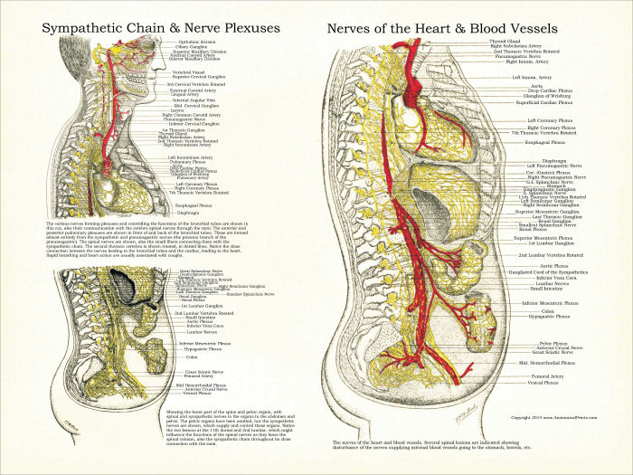 Osteopathic Poster