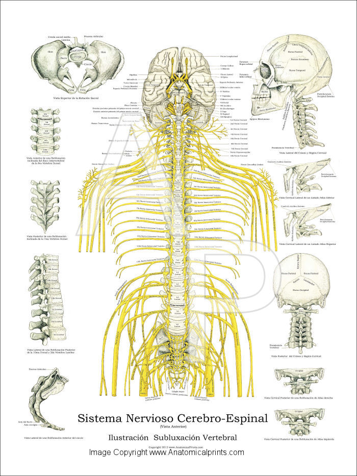 Spinal Nerves and Subluxations Poster