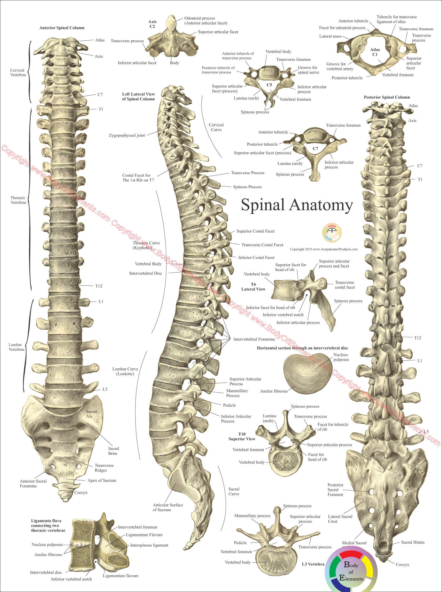 Spinal Anatomy Poster