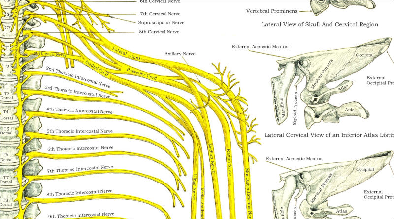 Spinal Nerves and Subluxations Poster