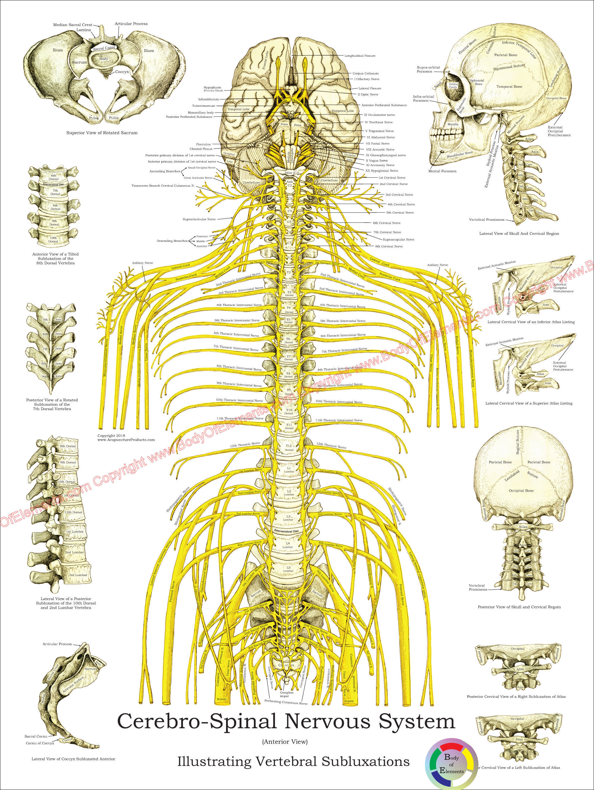 Spinal Nerves and Subluxations Poster