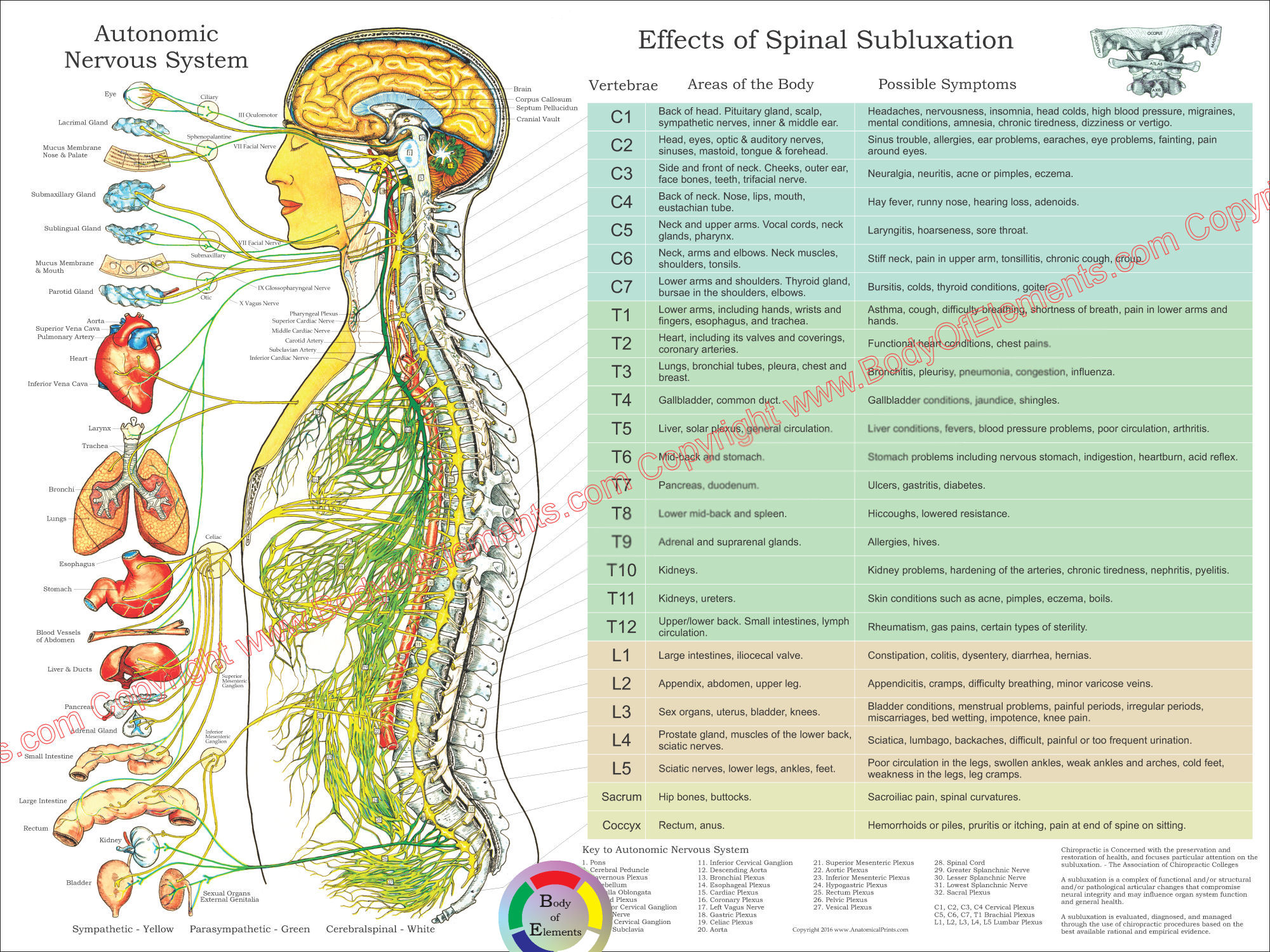 Autonomic Nervous System Poster