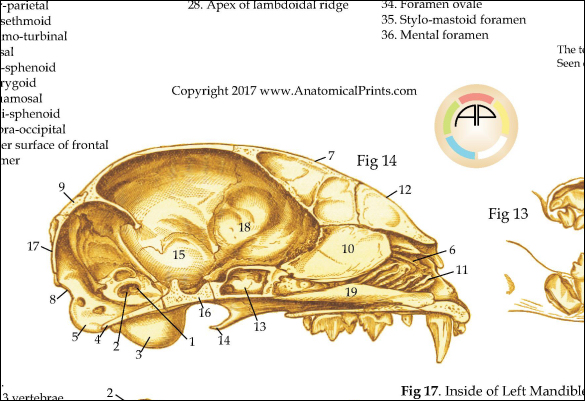 Cat Skeletal Anatomy Poster