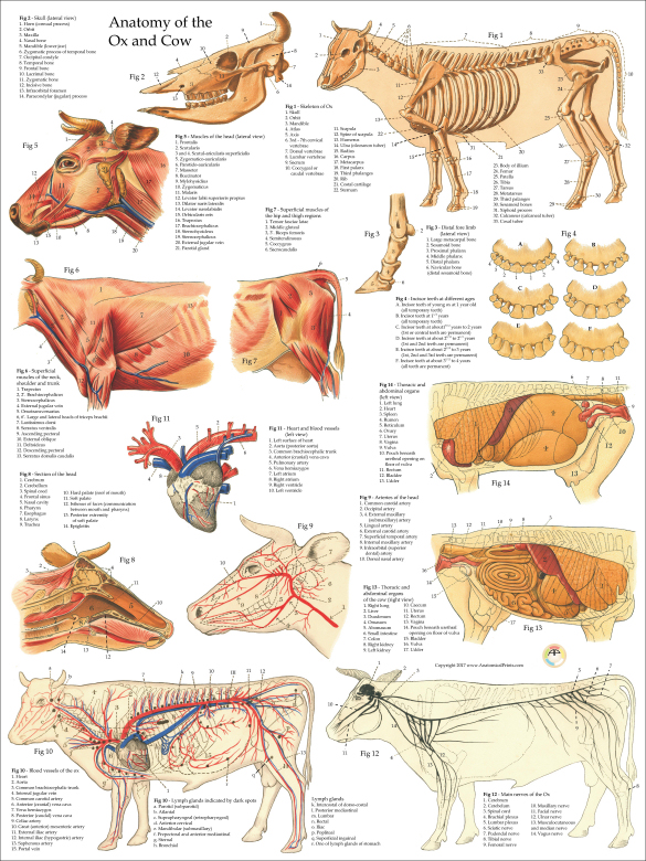 Cow Anatomy Poster