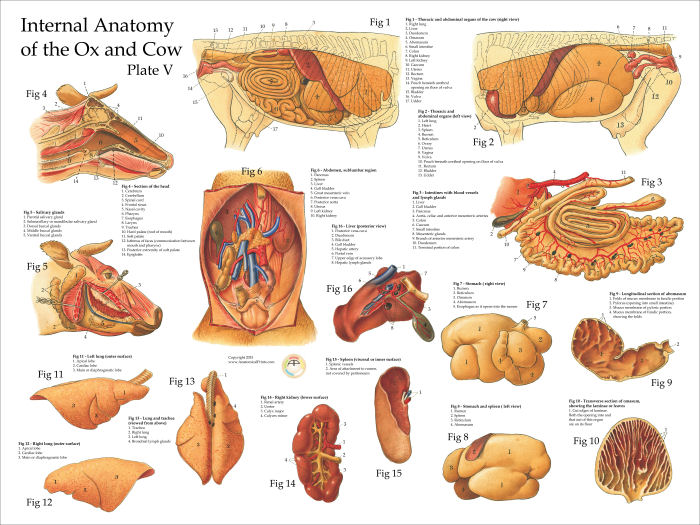 Cow Internal Anatomy Poster