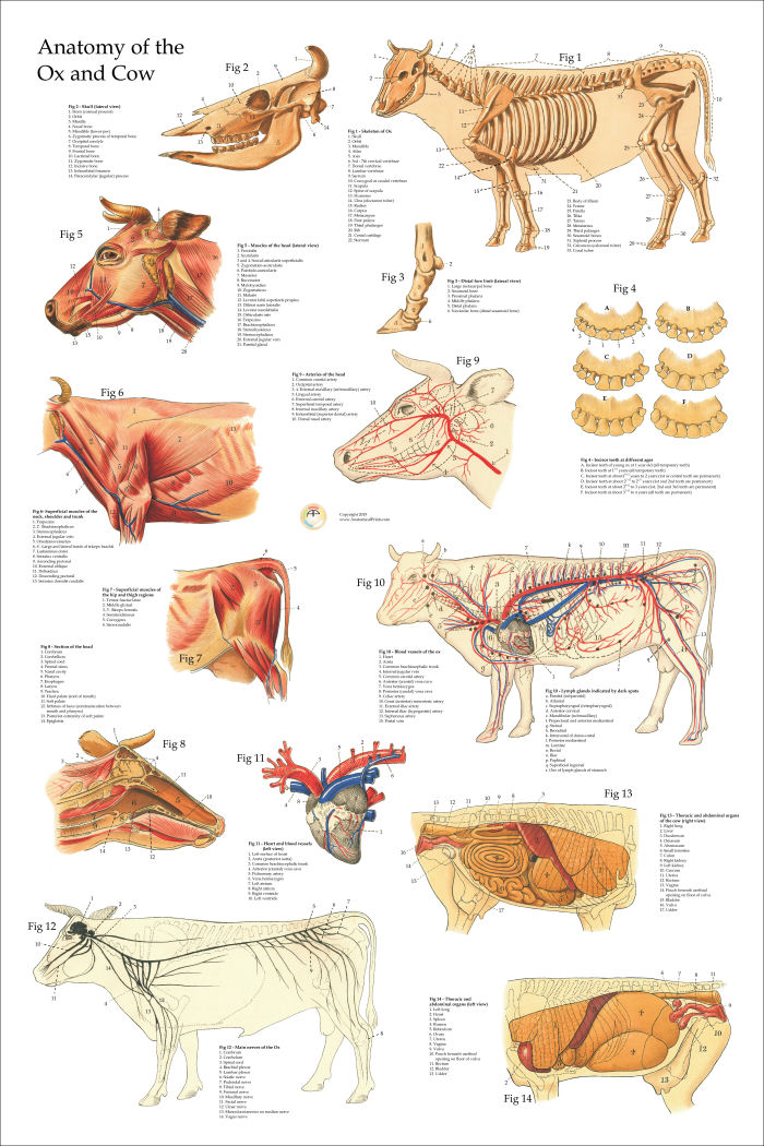 Cow Anatomy Poster