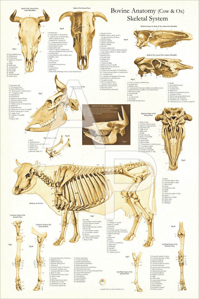 Cow Skeletal Anatomy Poster