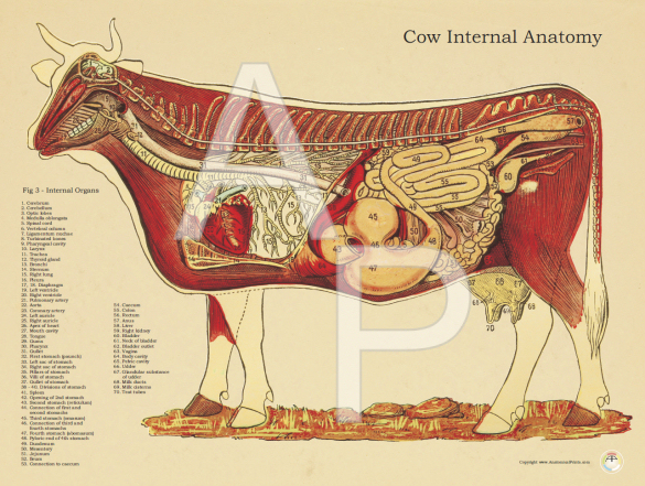 Cow Internal Anatomy Poster