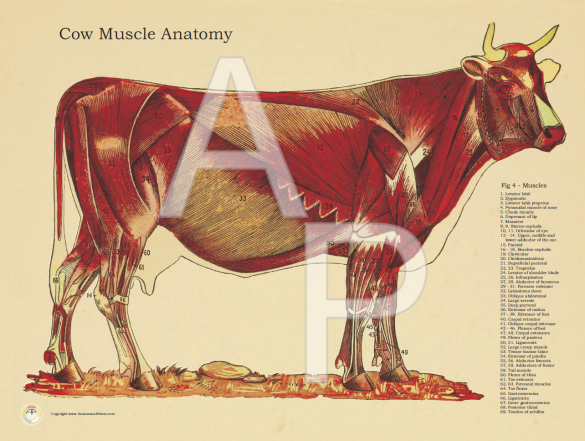 Cow Muscle Anatomy Poster