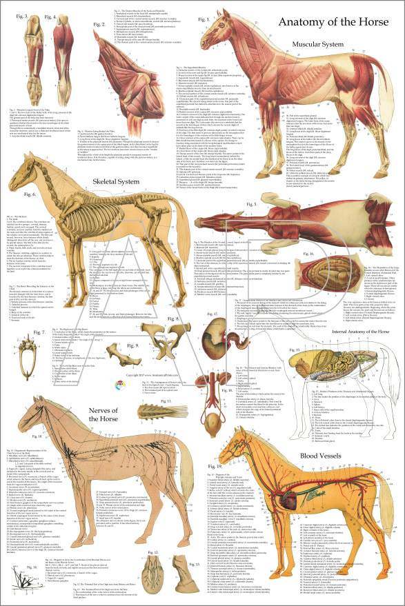 Horse Anatomy Poster