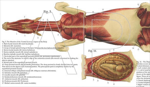 Horse Anatomy Poster