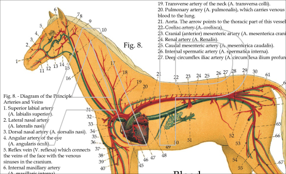 Horse Anatomy Poster