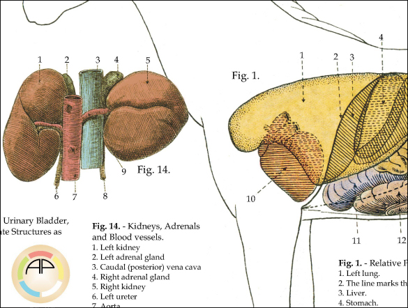 Horse Internal Anatomy Poster