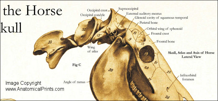 Horse Skull Anatomy Poster